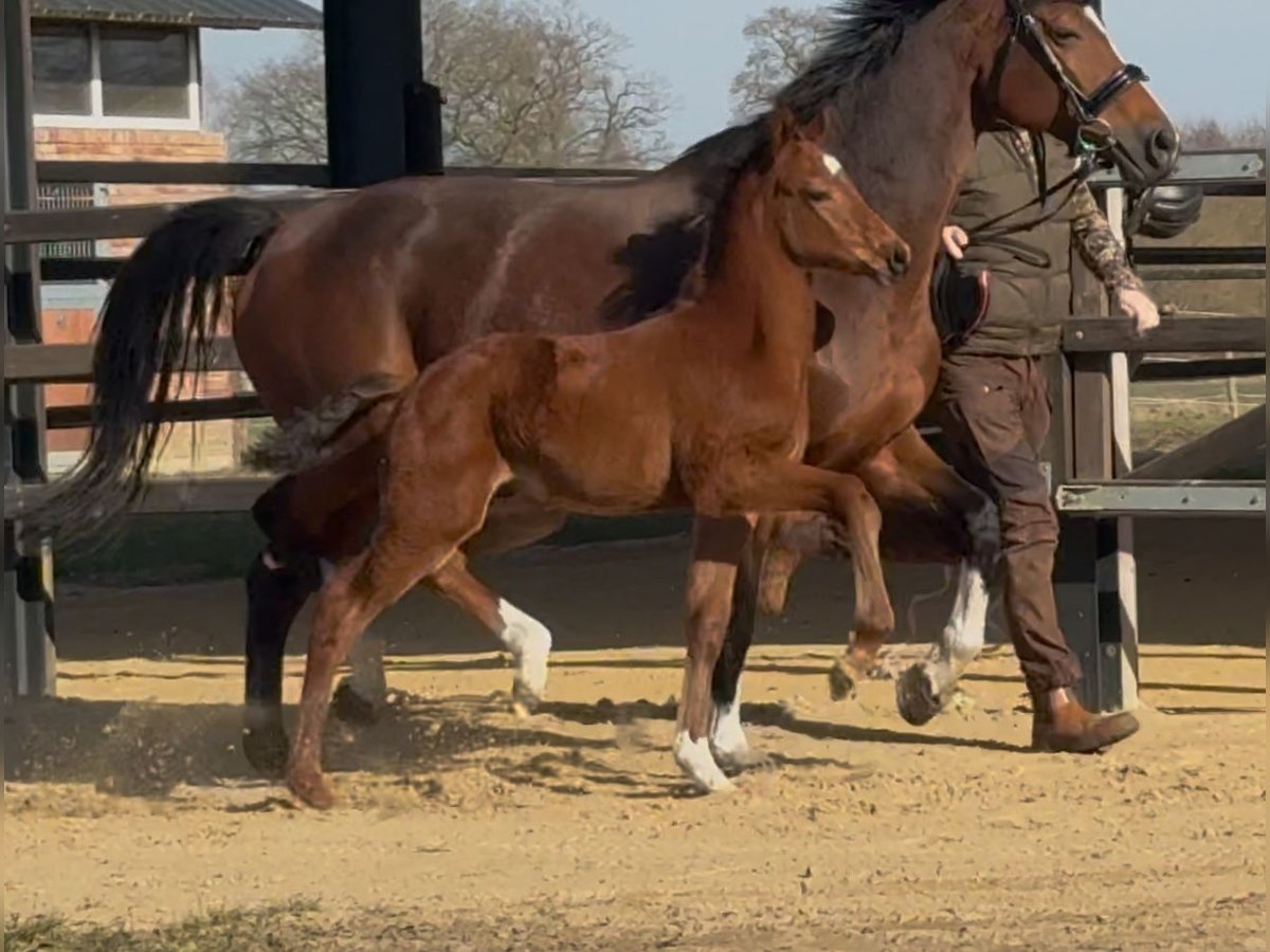 Hannover Stallone  169 cm Baio in Handrup