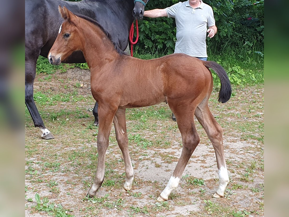 Hannover Stallone Puledri
 (04/2024) 170 cm Baio in Salzhausen