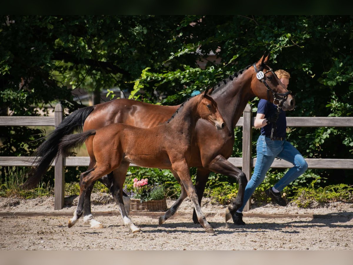 Hannover Stallone  170 cm Baio in Kranenburg