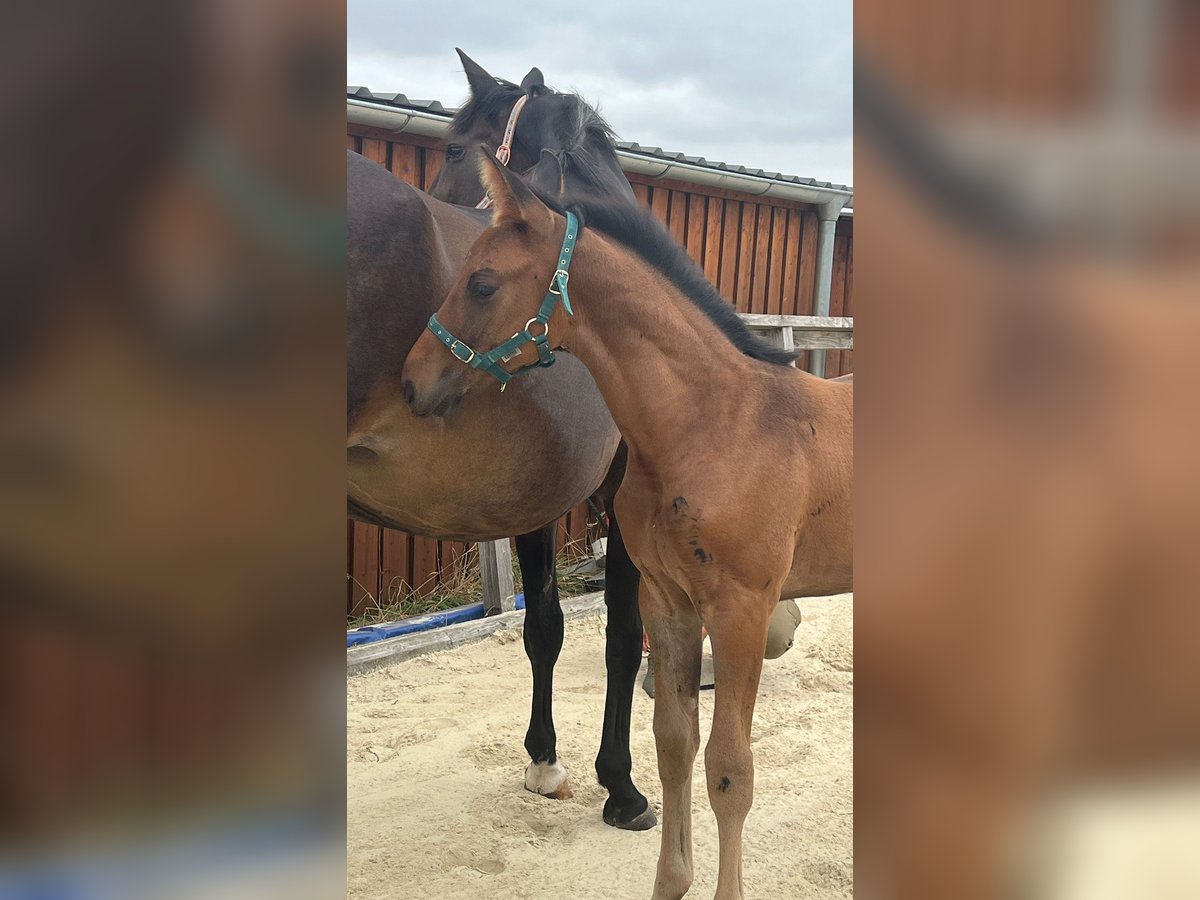 Hannover Stallone Puledri (06/2025) 170 cm Baio scuro in Bassum