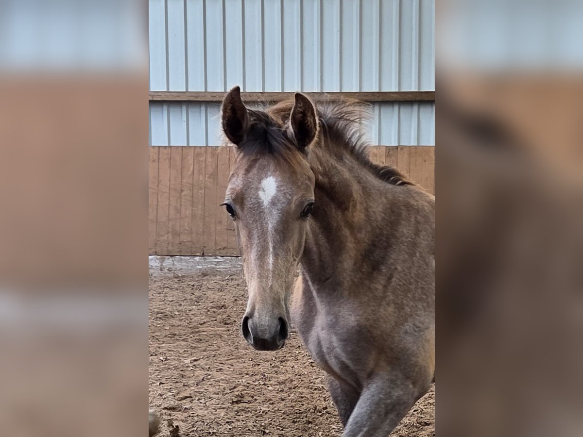 Hannover Stallone Puledri (05/2025) 172 cm Può diventare grigio in Uplengen