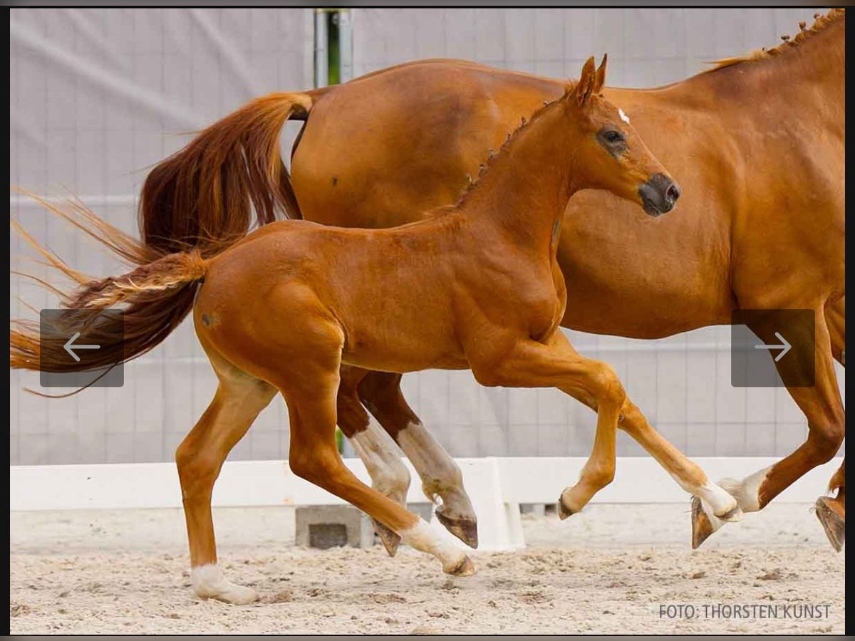 Hannover Stallone Puledri
 (05/2024) 172 cm Sauro in BröckelBröckel