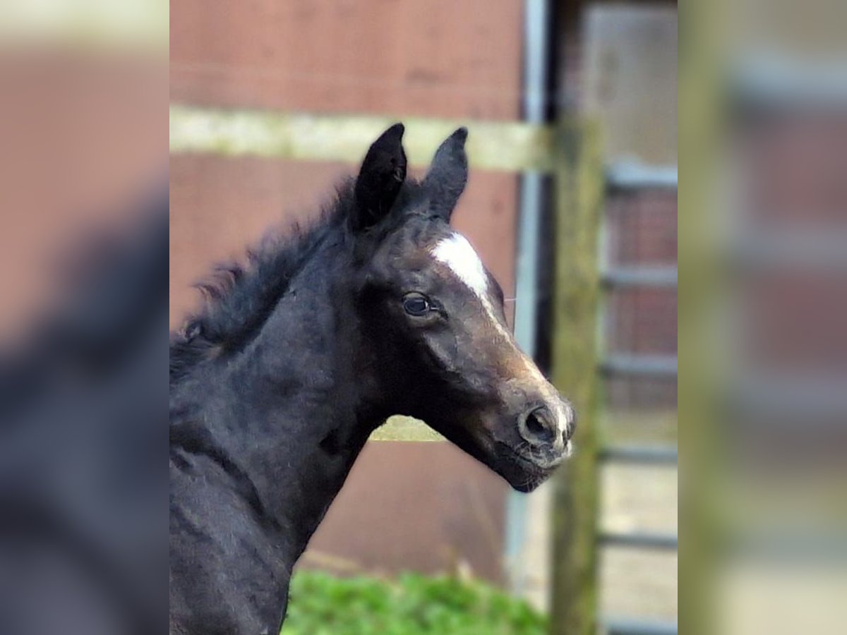 Hannover Stallone Puledri
 (03/2024) 174 cm Grigio in WesterstedeWesterstede