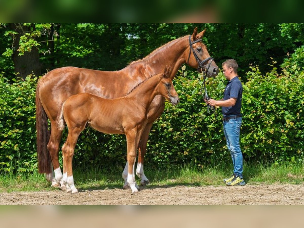 Hannover Stallone Puledri (04/2025) 174 cm Sauro scuro in Lautertal
