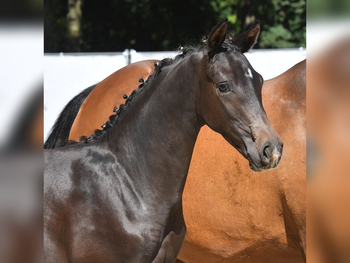 Hannover Stallone Puledri
 (04/2024) Baio in Bad Bevensen