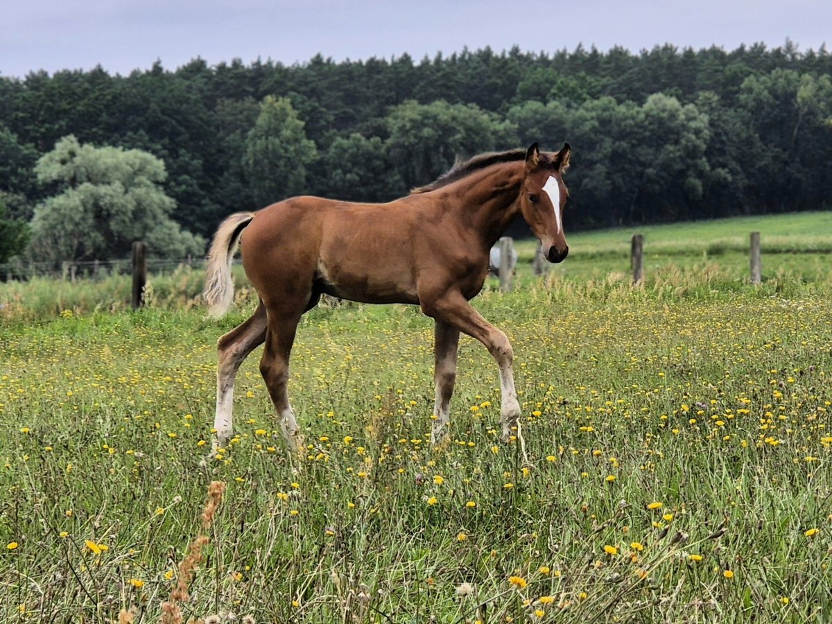 Hannover Stallone Puledri (06/2025) Baio in Bernau