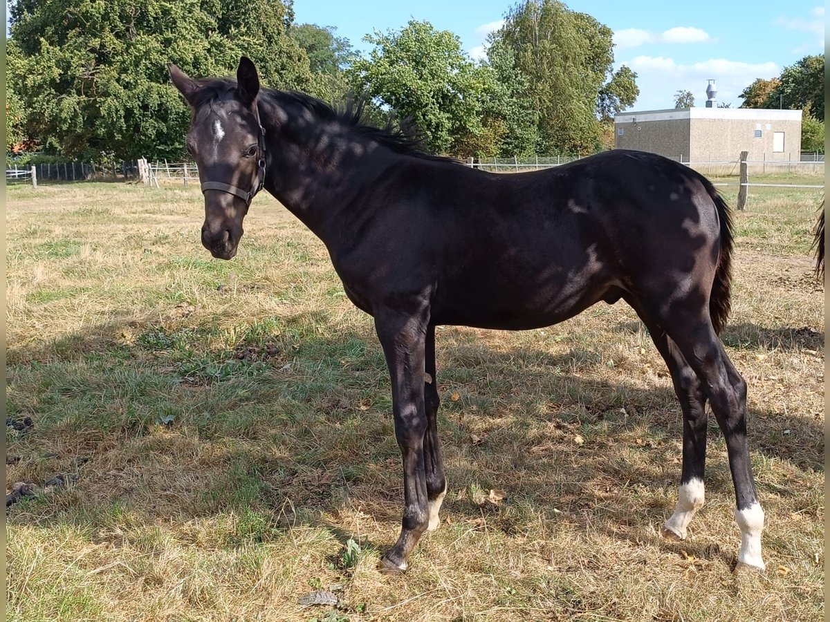 Hannover Stallone Puledri (04/2025) Baio nero in Rodewald Hannover Stallone Puledri (04/2025) Baio nero in Rodewald