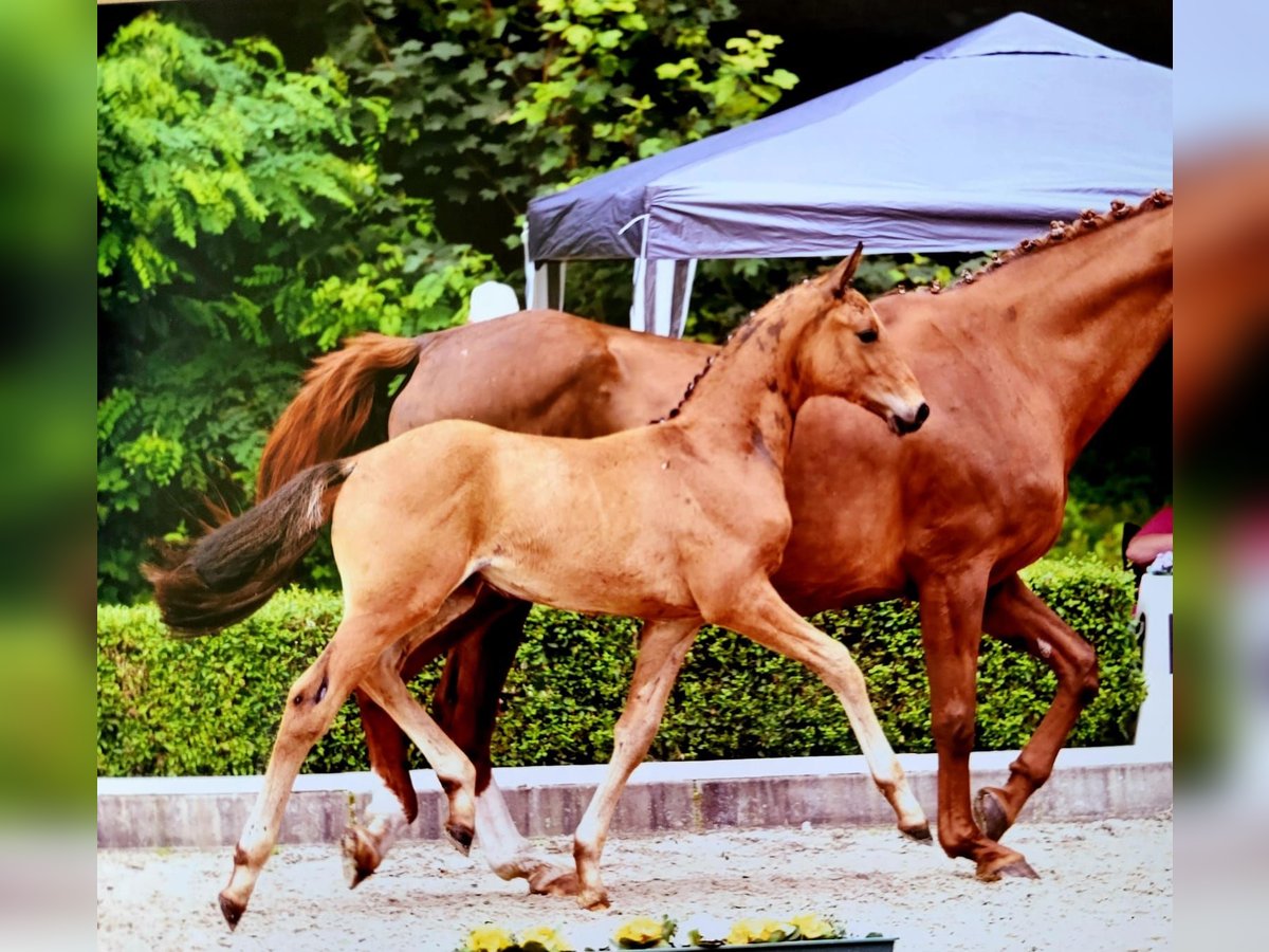 Hannover Stallone Puledri
 (05/2024) Baio scuro in Rosche