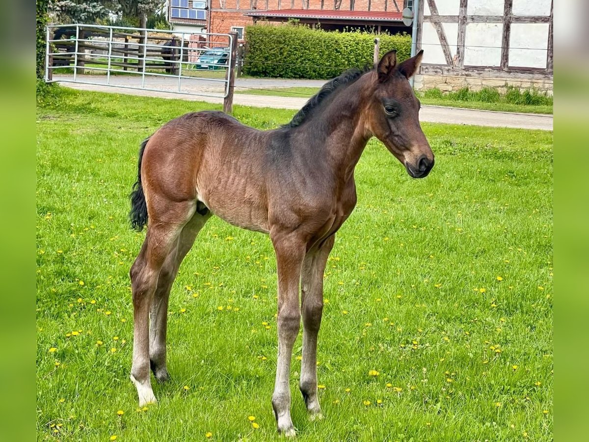 Hannover Stallone Puledri
 (04/2024) Baio scuro in Northeim