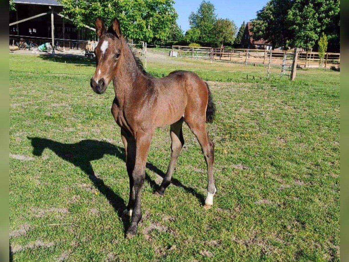 Hannover Stallone  Baio scuro in Drochtersen