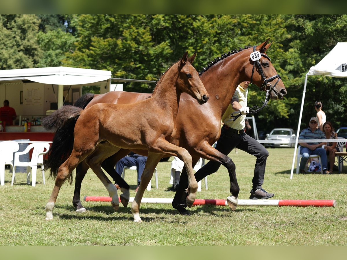 Hannover Stallone Puledri
 (04/2024) in Gorleben Meetschow