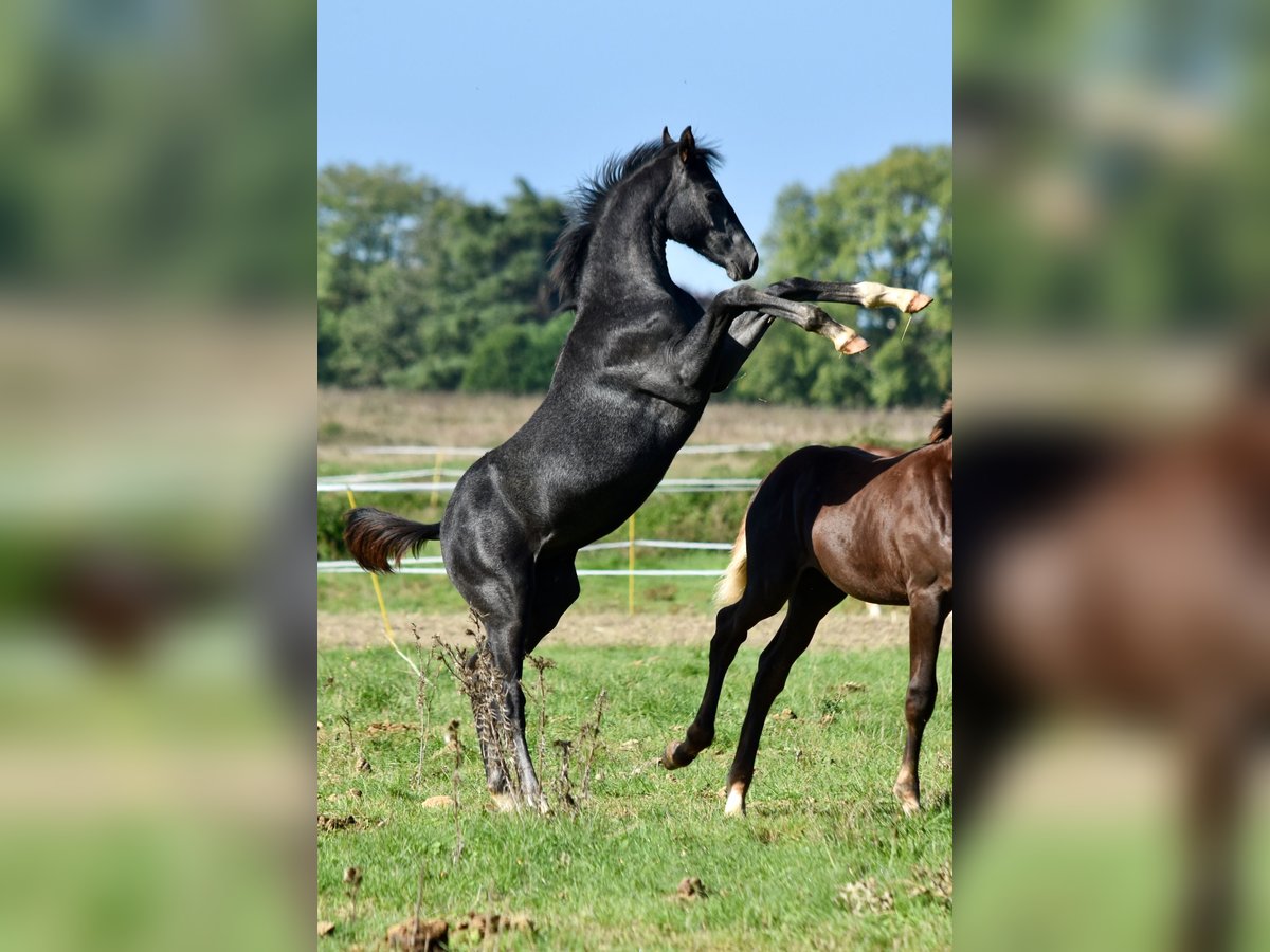 Hannover Stallone Puledri (05/2025) Grigio in Chateau Larcher