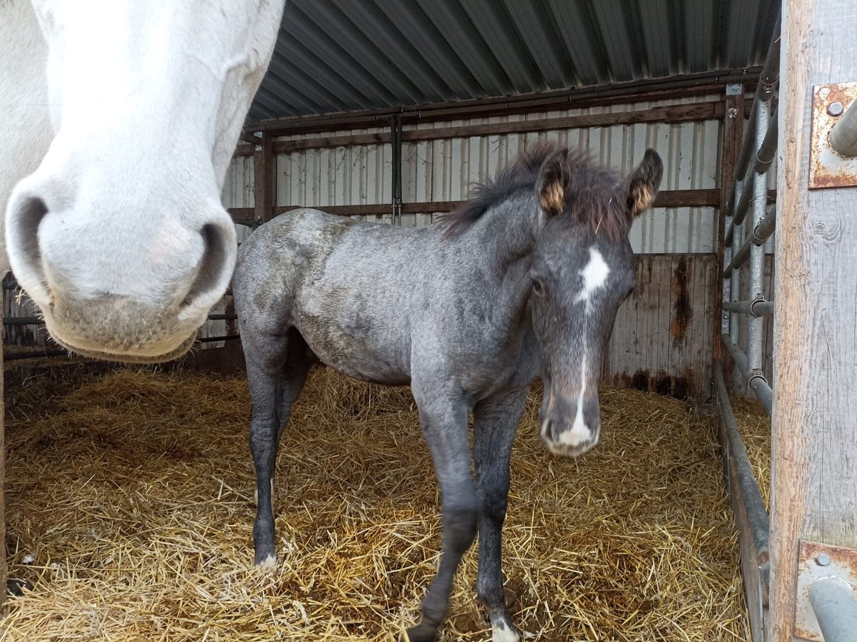 Hannover Stallone Puledri (06/2024) Grigio in Niddatal