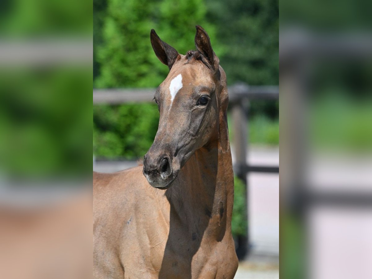 Hannover Stallone Puledri
 (05/2024) Grigio rossastro in Geesteren