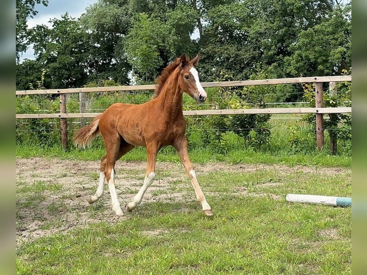 Hannover Stallone Puledri (04/2025) in Siegen
