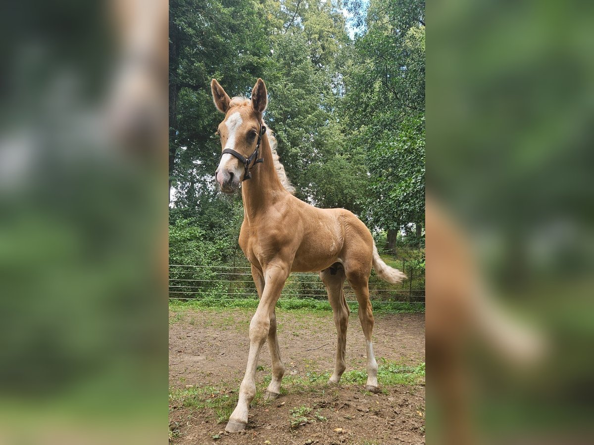 Hannover Stallone Puledri (06/2025) Palomino in Fulda