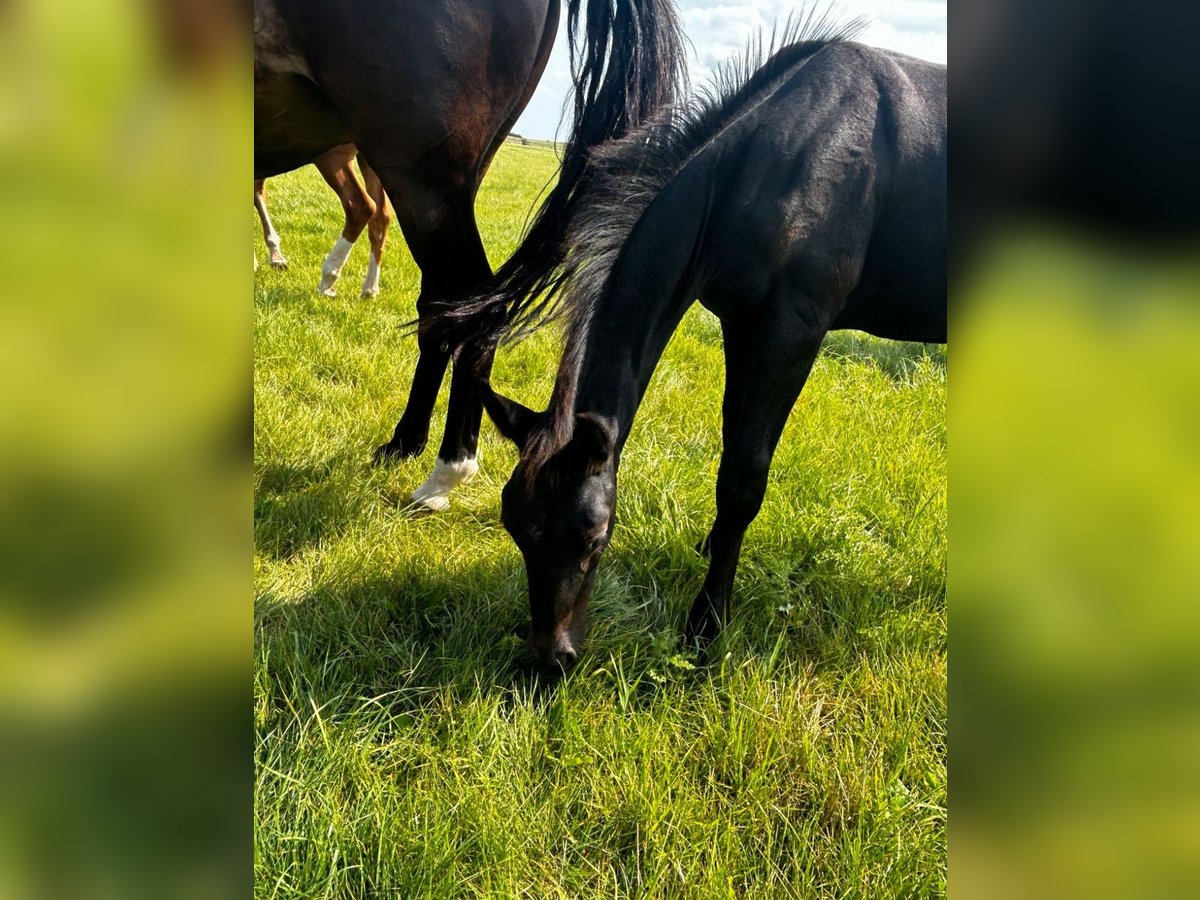 Hannover Stallone Puledri (05/2024) Può diventare grigio in Königslutter am Elm