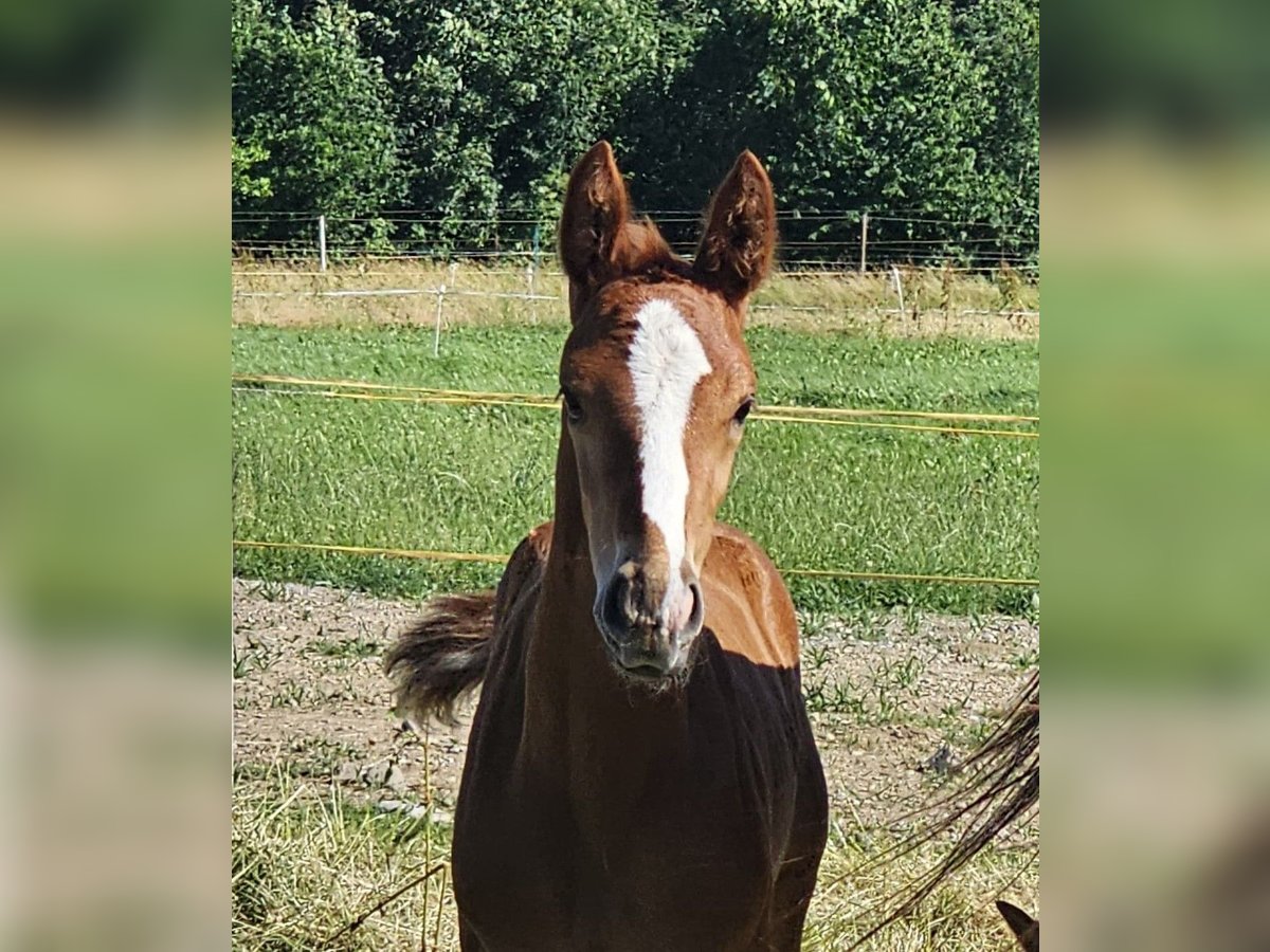 Hannover Stallone  Sauro in Biberach an der Ri&#xDF; Bergerhausen