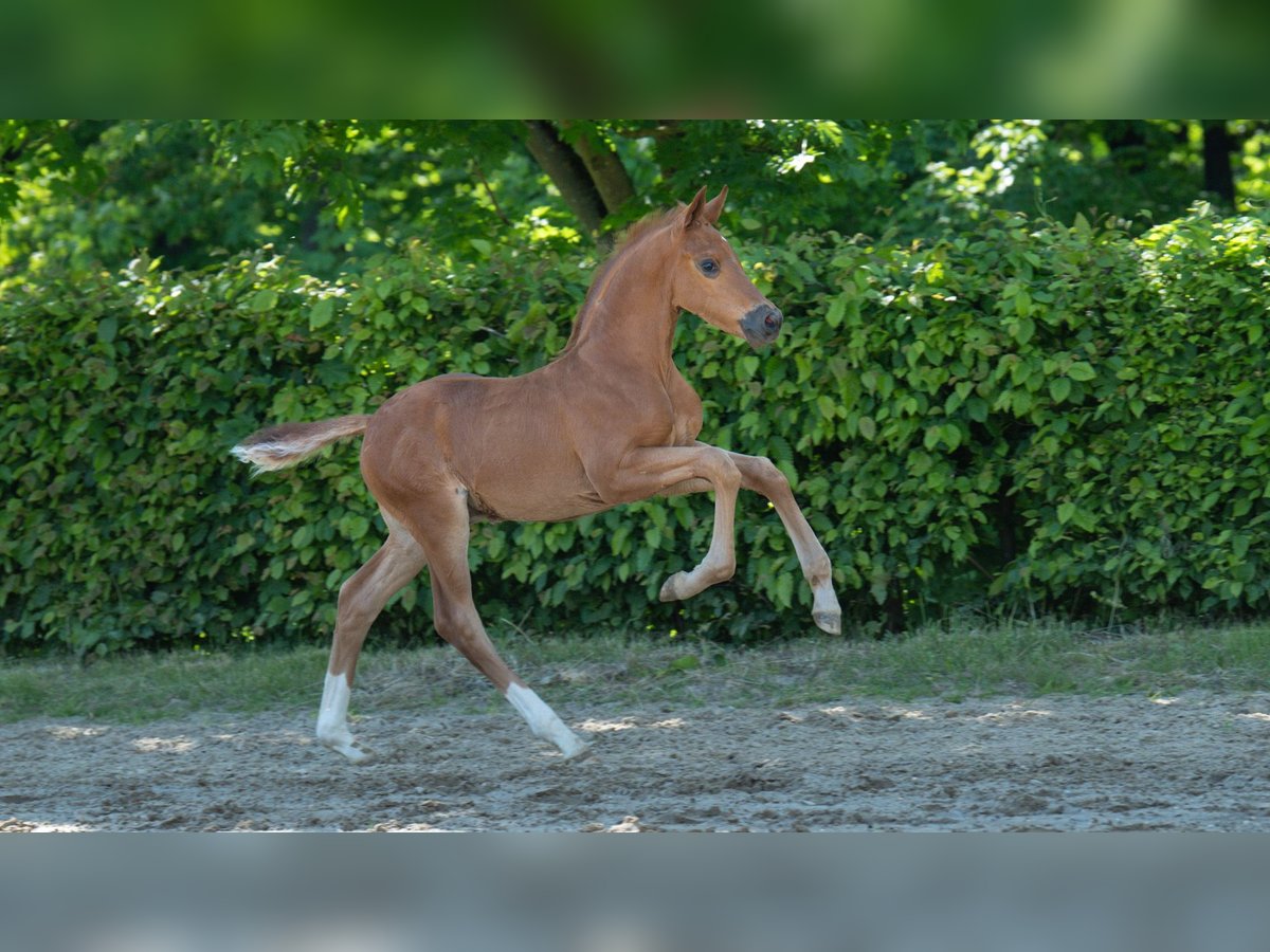 Hannover Stallone  Sauro scuro in Mnchengladbach