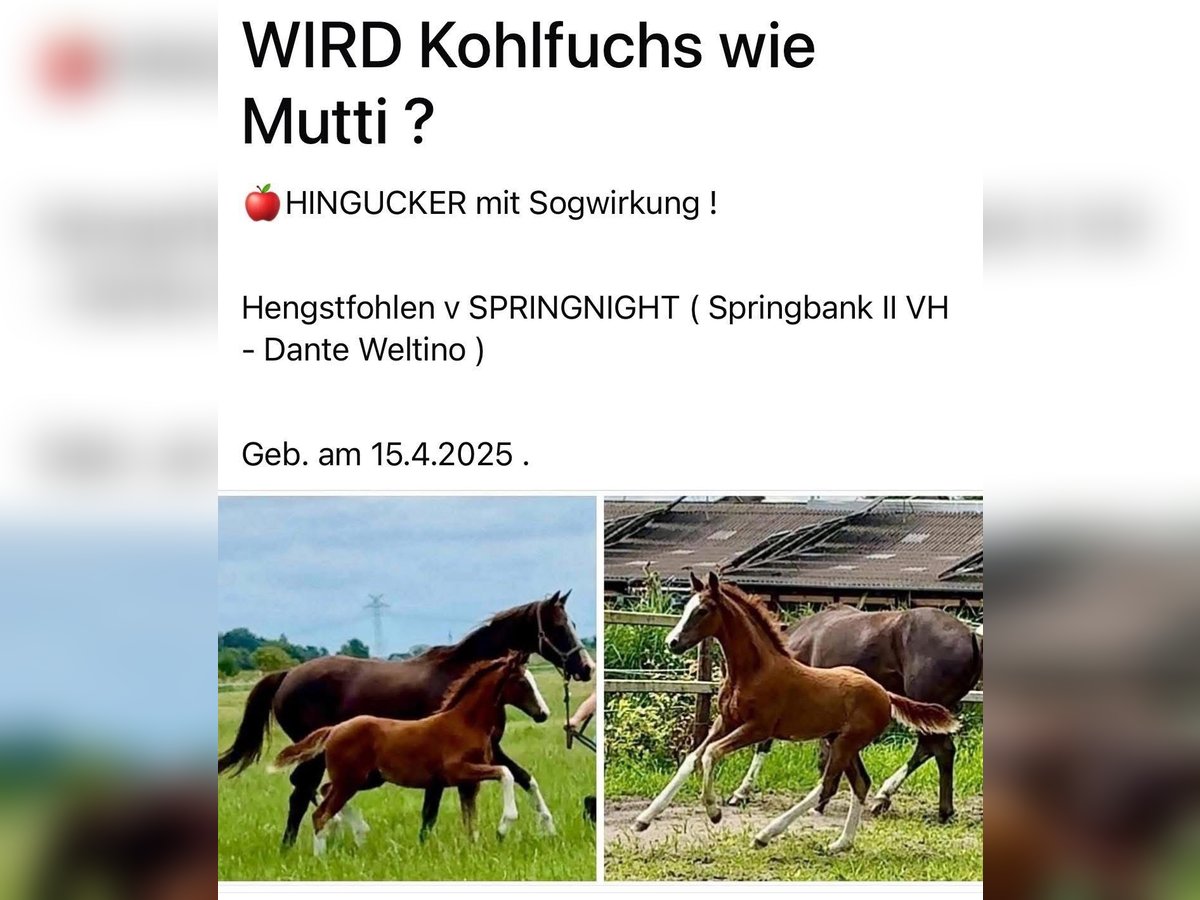 Hannover Stallone Puledri (04/2025) Sauro scuro in M&#xFC;nster