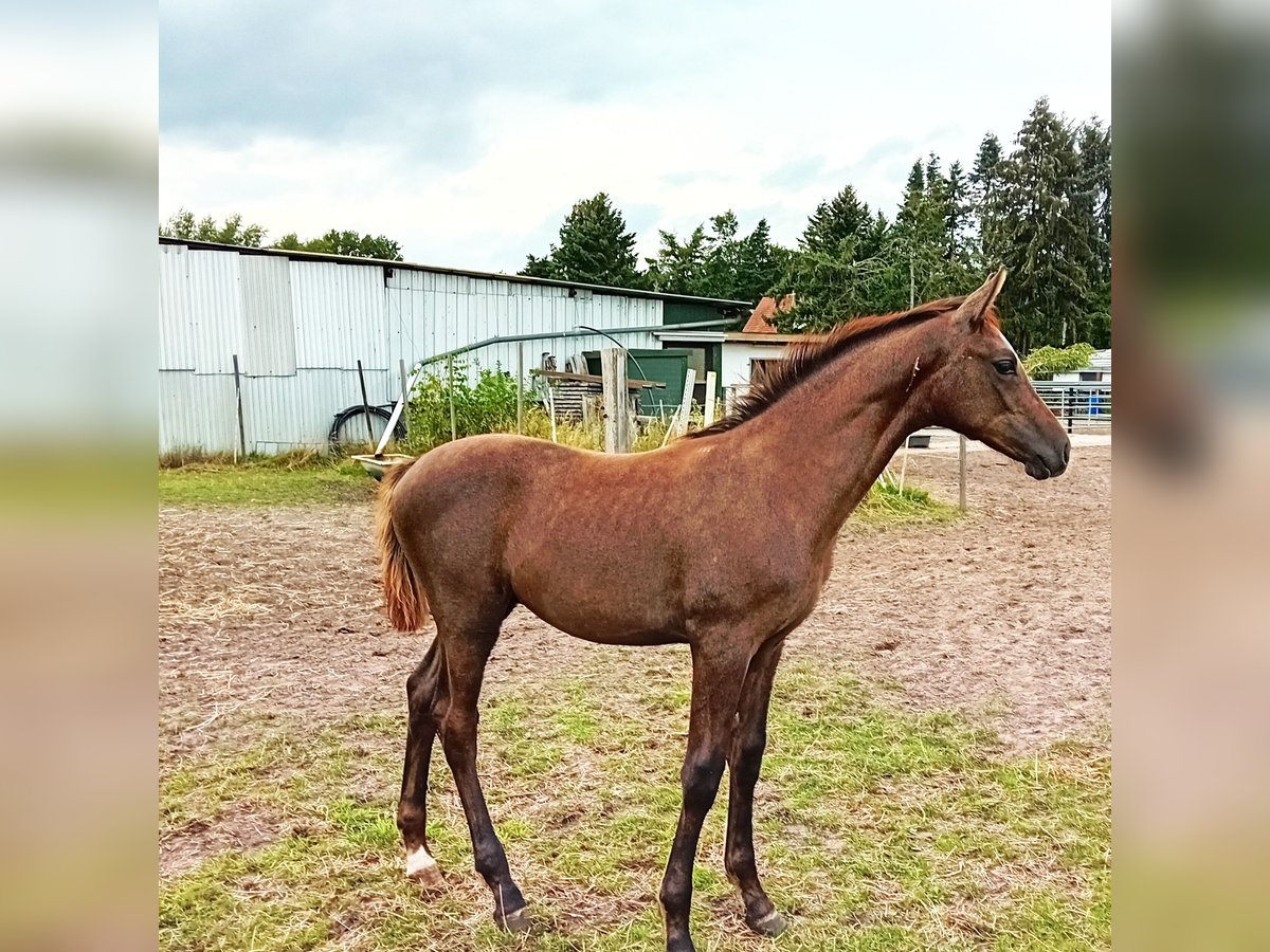 Hannoveraan Hengst 1 Jaar 130 cm kan schimmel zijn in Celle