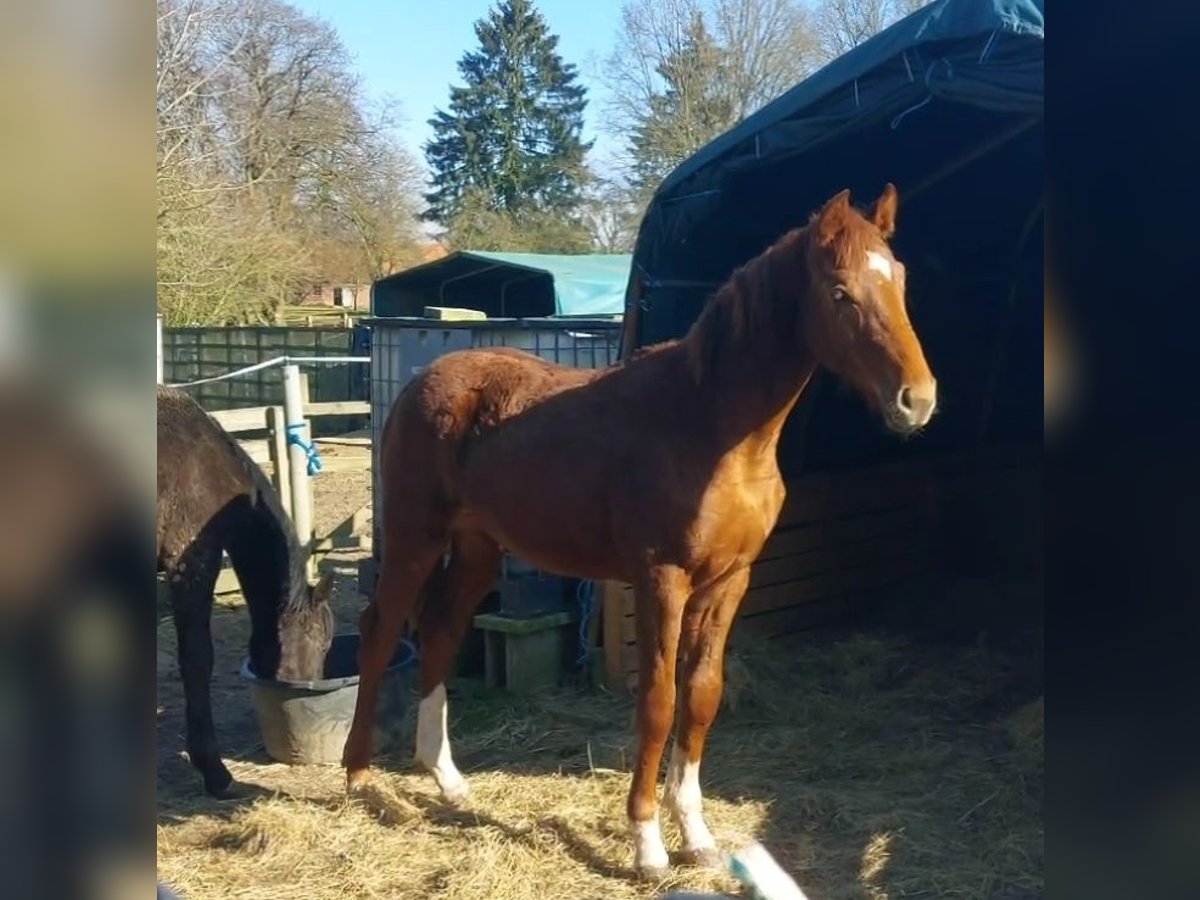Hannoveraan Hengst 1 Jaar 150 cm Donkere-vos in Hamburg Marmstorf