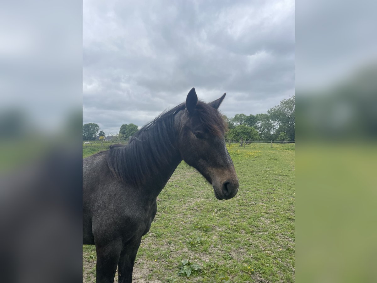 Hannoveraan Hengst 1 Jaar 150 cm Schimmel in BernE