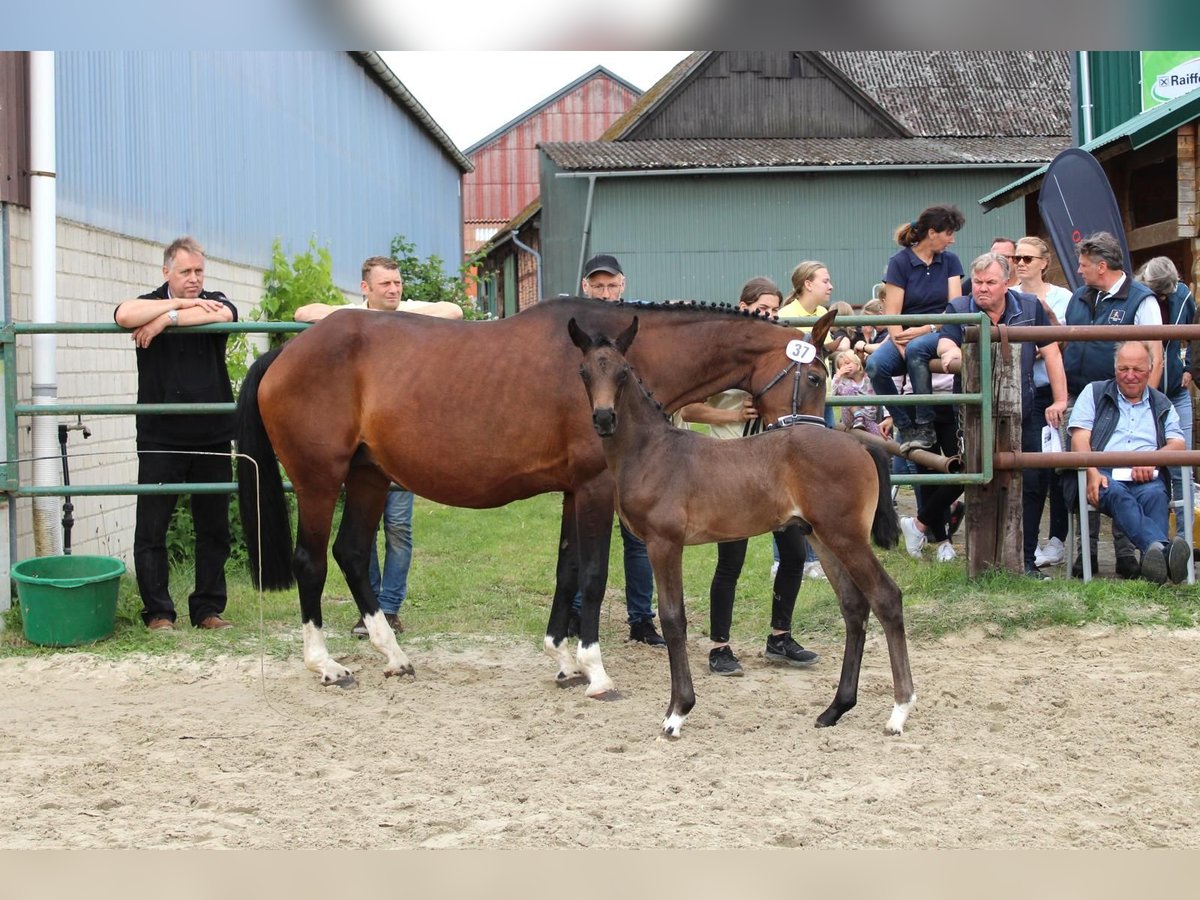 Hannoveraan Hengst 1 Jaar 163 cm Donkerbruin in Wolfsburg