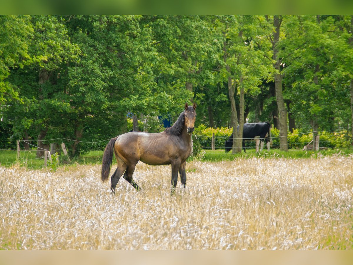 Hannoveraan Hengst 1 Jaar 165 cm Donkerbruin in Leezdorf