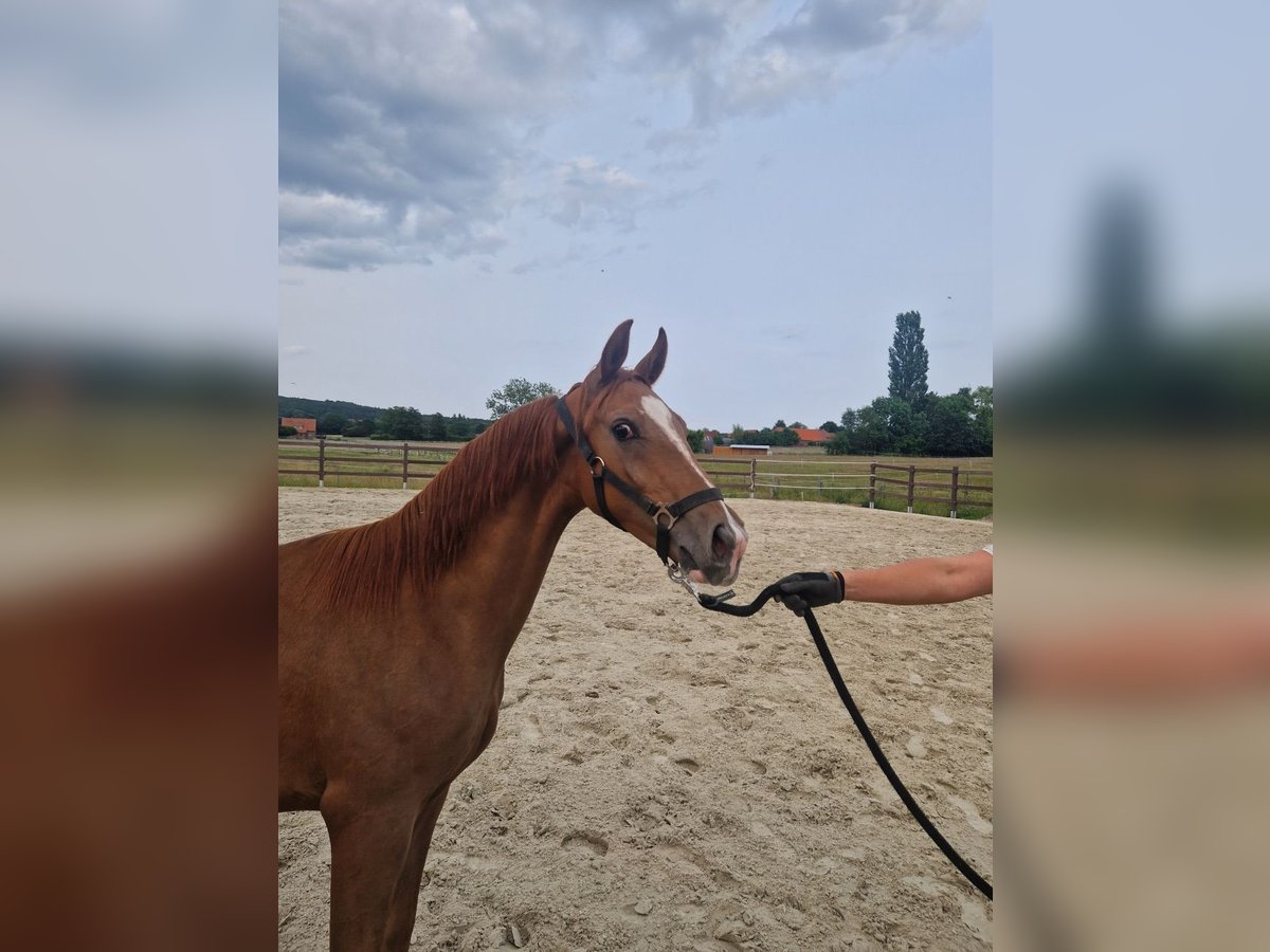 Hannoveraan Hengst 1 Jaar 165 cm Donkere-vos in Rehburg-Loccum M&#xFC;nchehagen