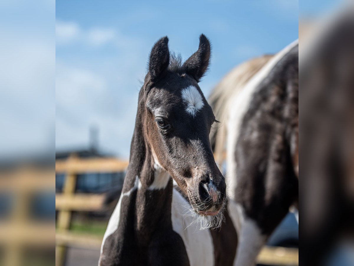 Hannoveraan Hengst 1 Jaar 168 cm Tobiano-alle-kleuren in Hesketh Bank