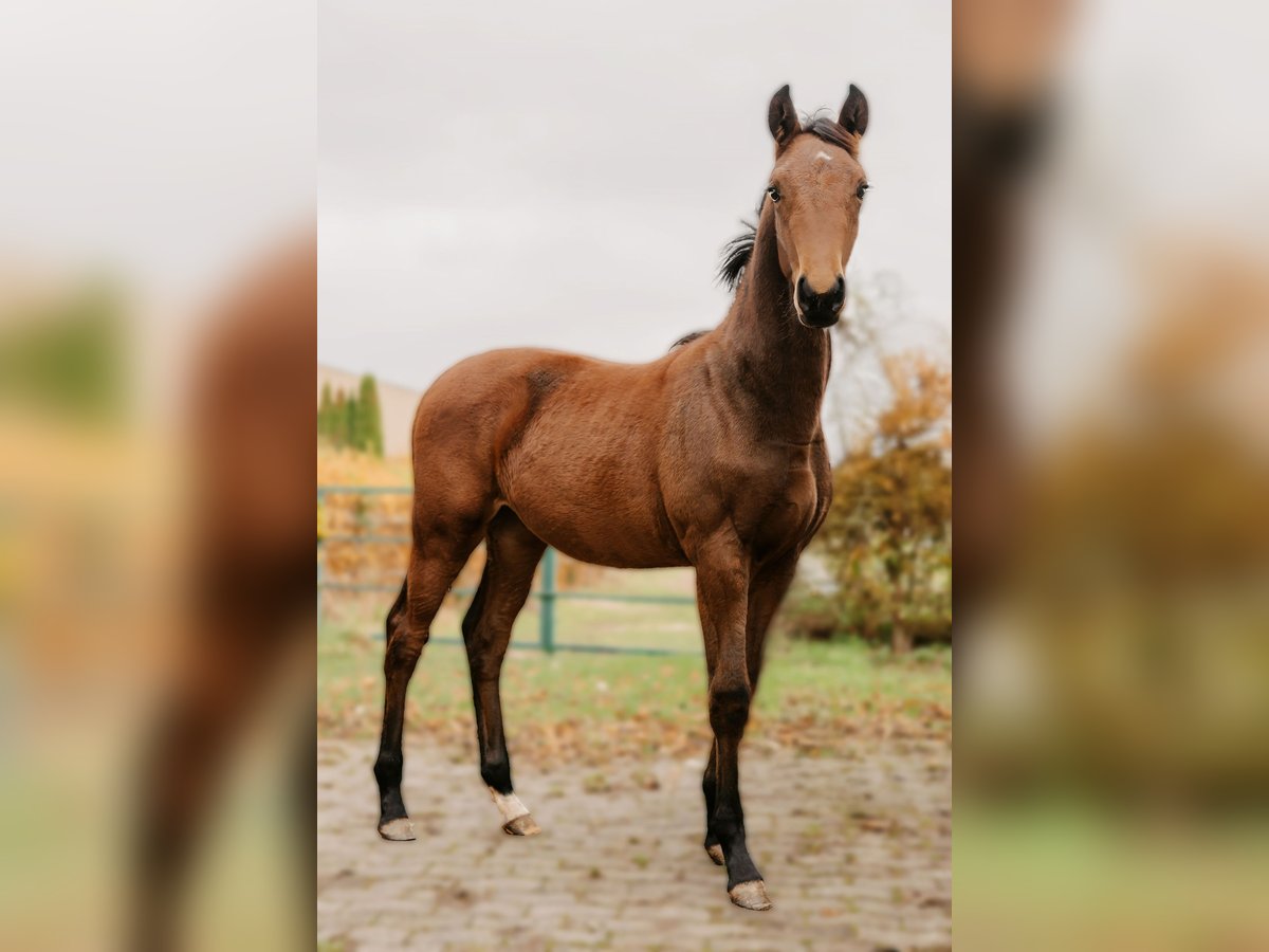 Hannoveraan Hengst 1 Jaar 170 cm Bruin in Rinteln