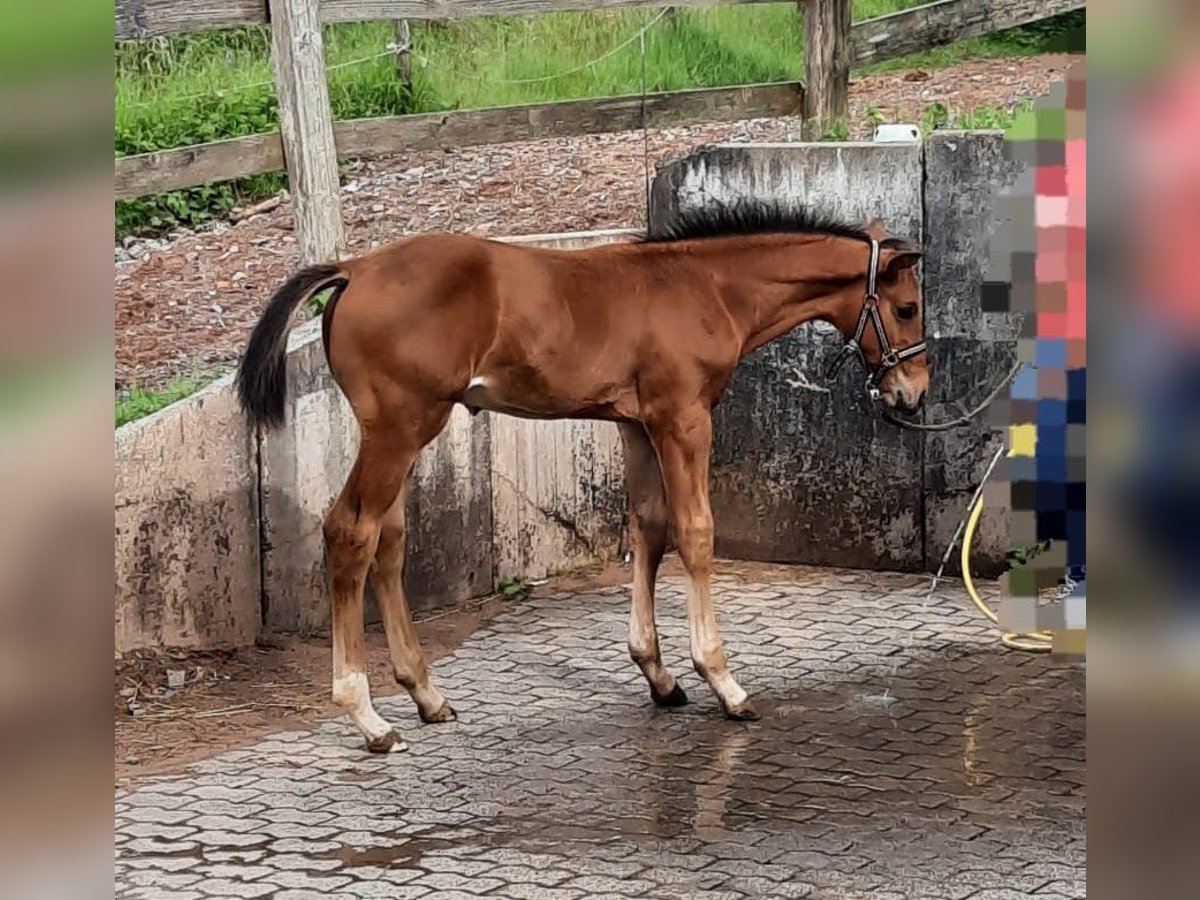 Hannoveraan Hengst 1 Jaar 170 cm Bruin in Losheim am See