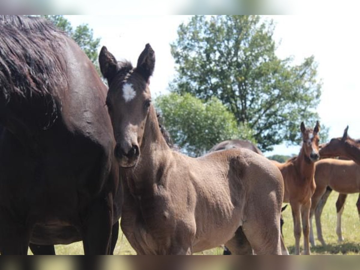 Hannoveraan Hengst 1 Jaar 170 cm Zwart in Hamersen