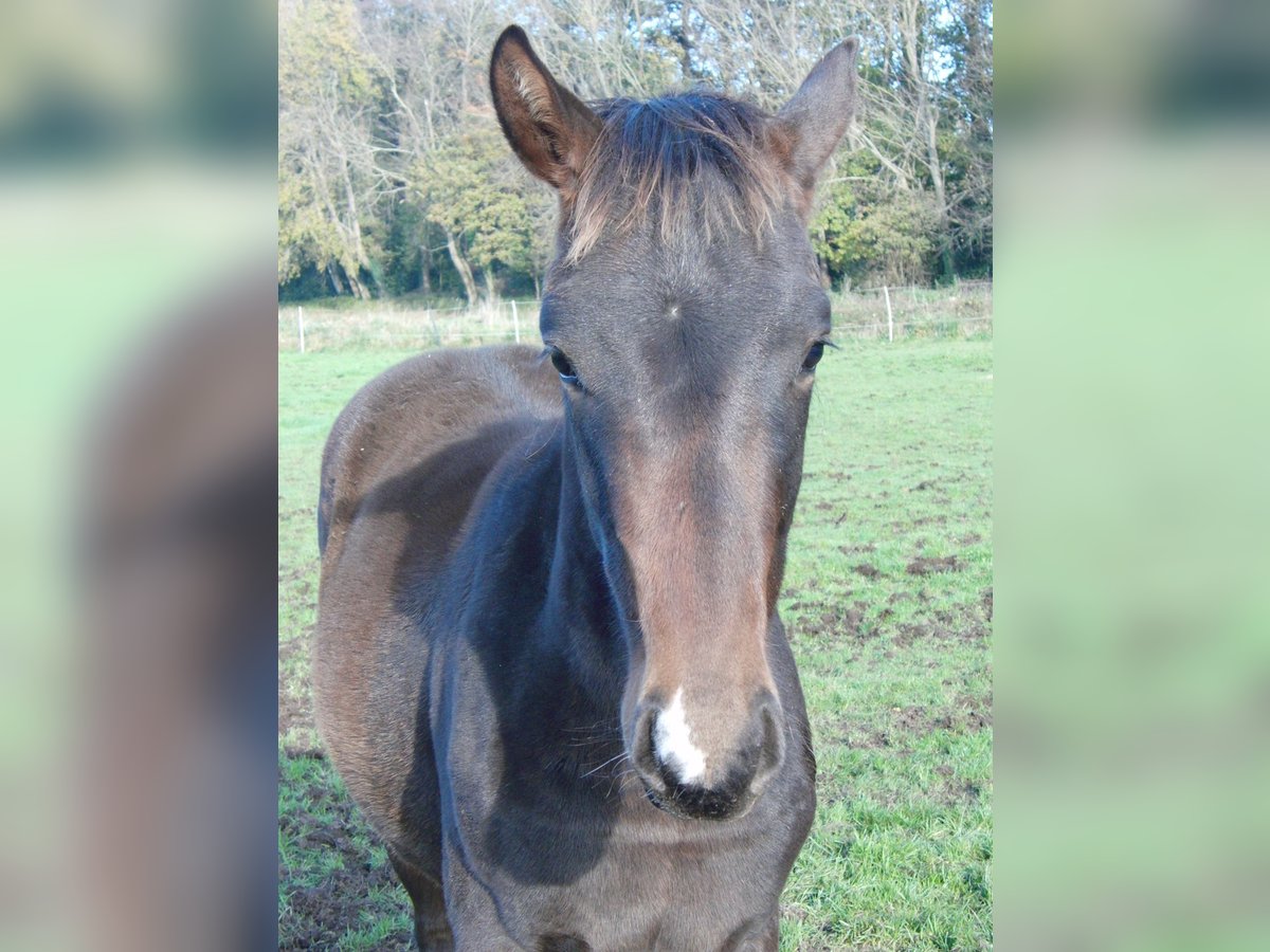 Hannoveraan Hengst 1 Jaar 172 cm Donkerbruin in Rehden