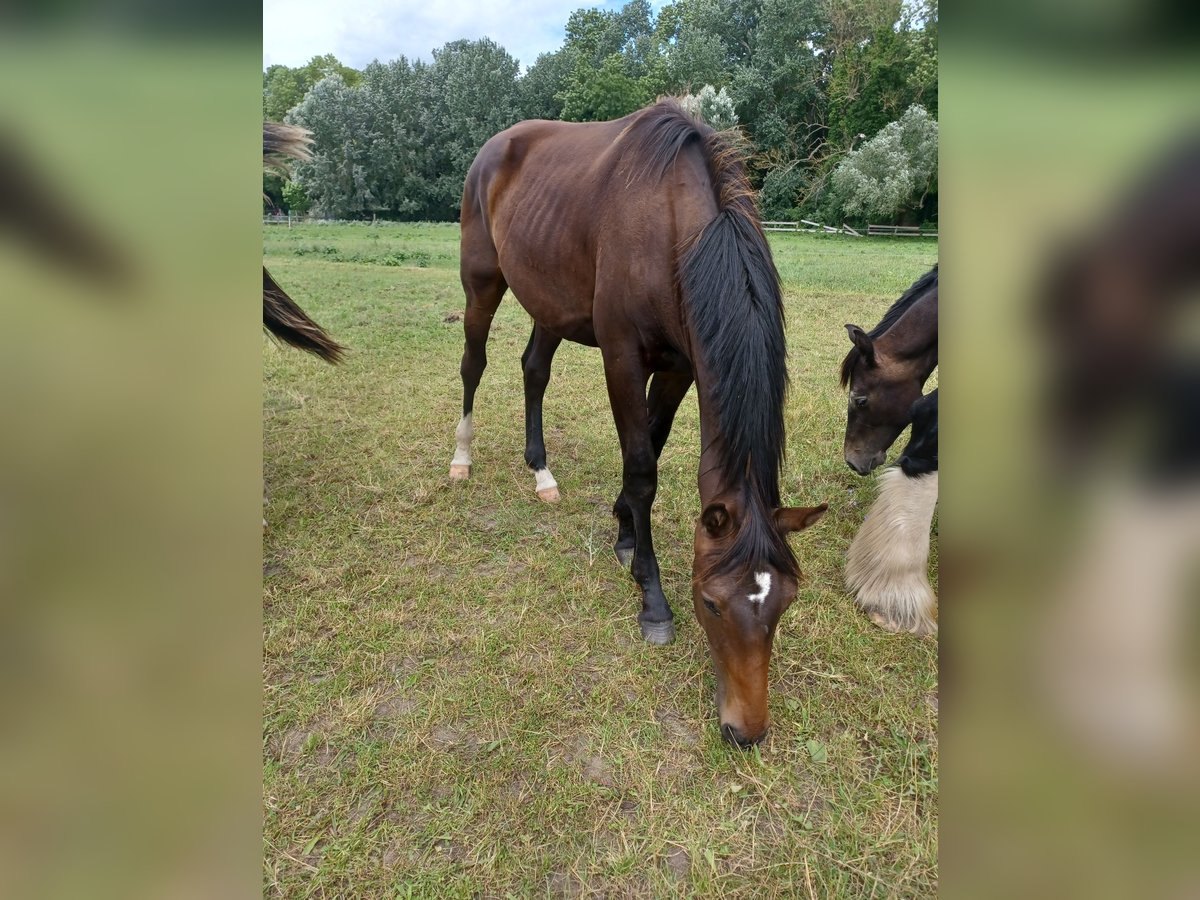 Hannoveraan Hengst 1 Jaar 172 cm Donkerbruin in Mühlenberge