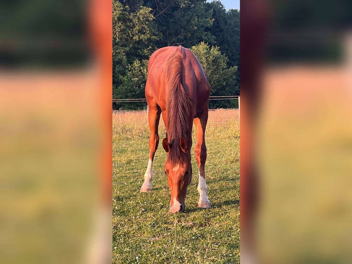 Hannoveraan Hengst 1 Jaar 174 cm Vos in Asendorf