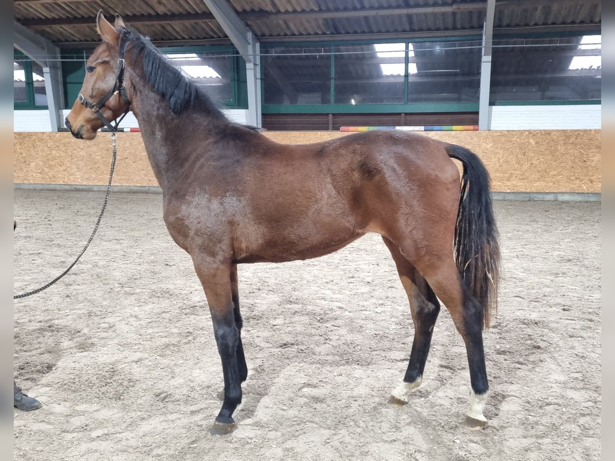 Hannoveraan Hengst 1 Jaar 175 cm Bruin in Wettrup