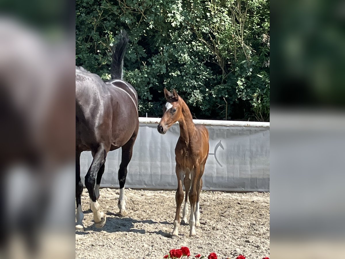 Hannoveraan Hengst 1 Jaar Bruin in Cloppenburg