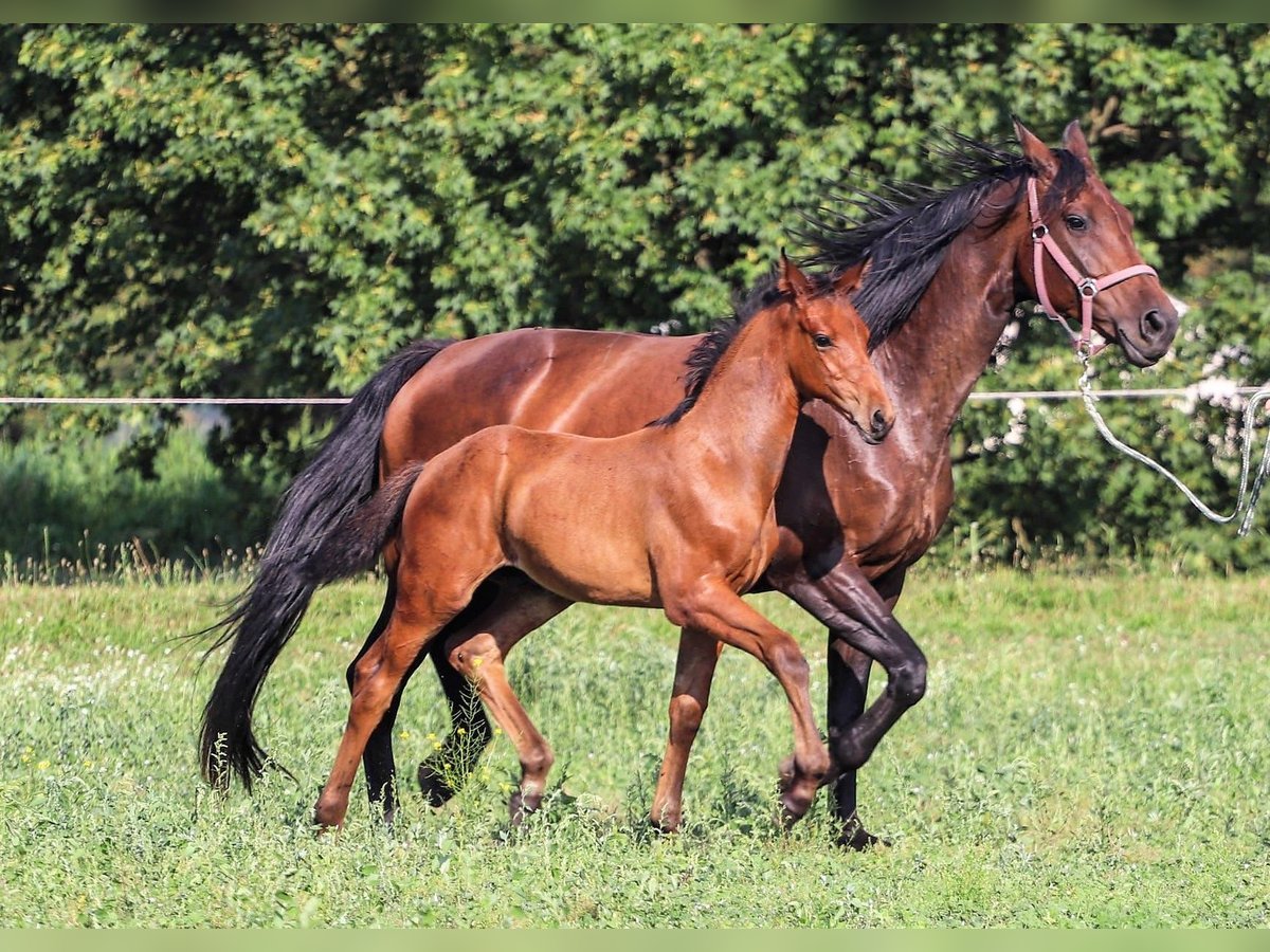 Hannoveraan Hengst 1 Jaar Bruin in Calau