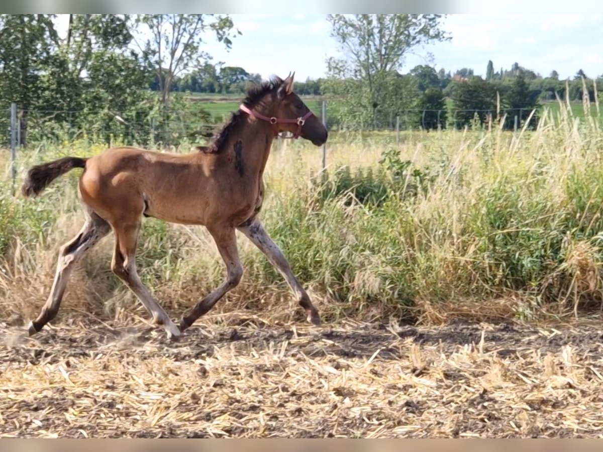 Hannoveraan Hengst 1 Jaar Bruin in Magdeburg