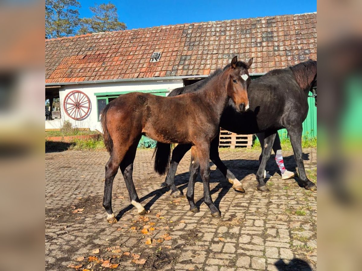 Hannoveraan Hengst 1 Jaar Donkerbruin in Petershagen