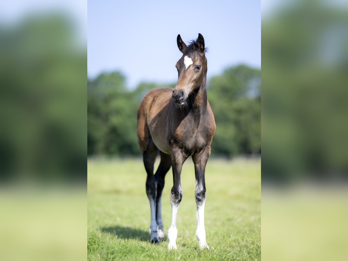 Hannoveraan Hengst 1 Jaar Donkerbruin in Winsen (Luhe)