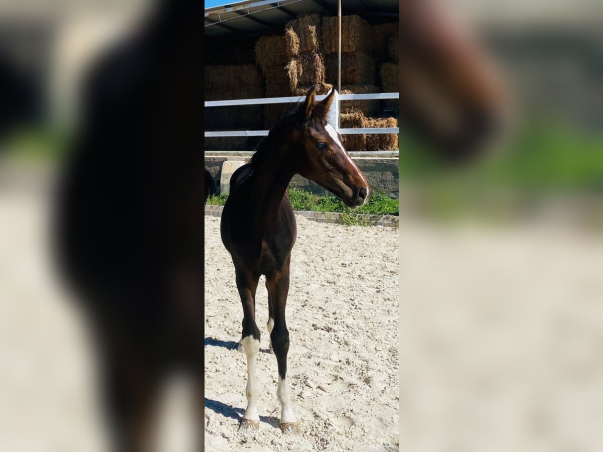 Hannoveraan Hengst 1 Jaar Donkerbruin in Almafra (Zona)