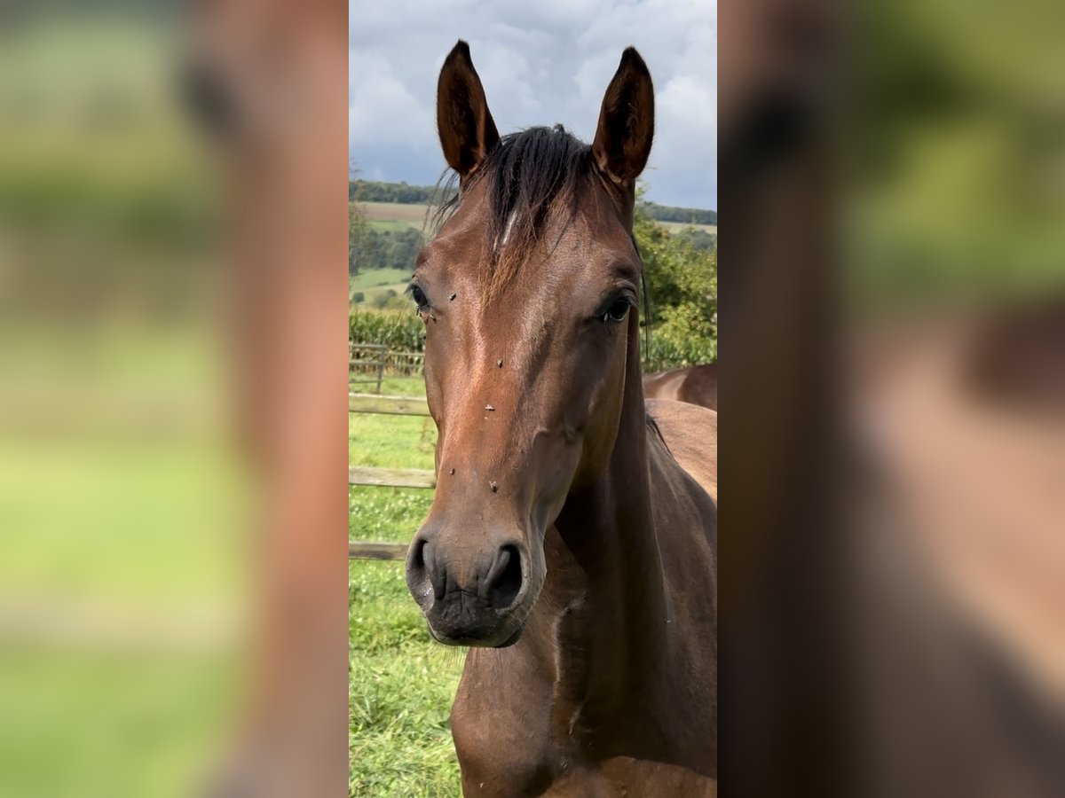 Hannoveraan Hengst 1 Jaar Donkerbruin in Hannoversch Münden