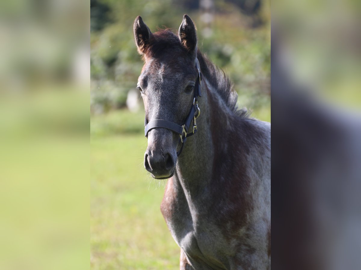 Hannoveraan Hengst 1 Jaar Schimmel in Scheeßel