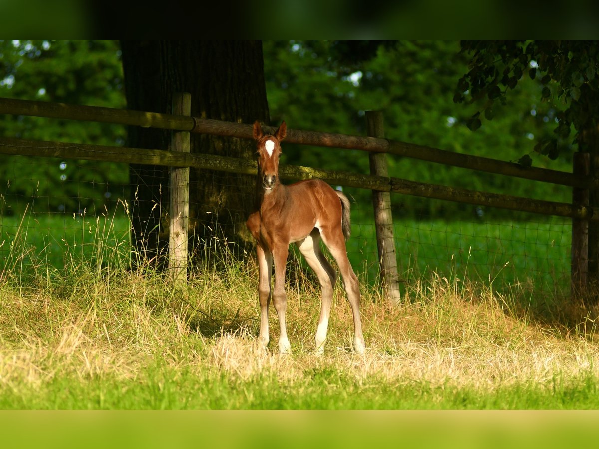 Hannoveraan Hengst 1 Jaar in Düsseldorf