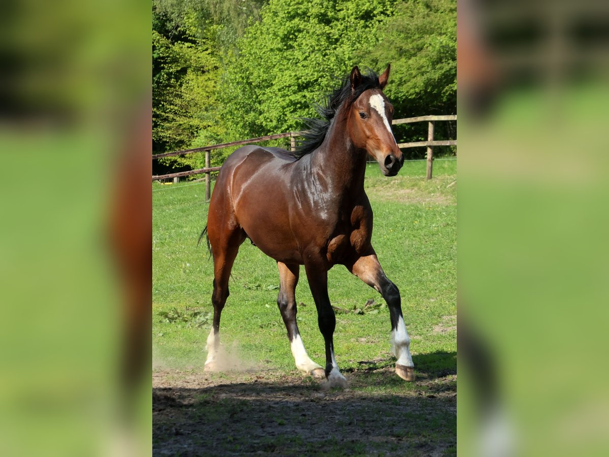 Hannoveraan Mix Hengst 2 Jaar 158 cm Donkerbruin in Colnrade