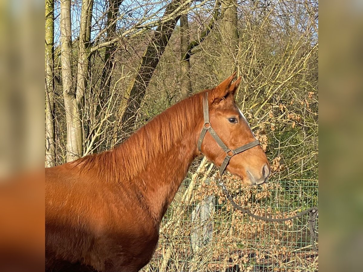 Hannoveraan Hengst 2 Jaar 160 cm Vos in Verl