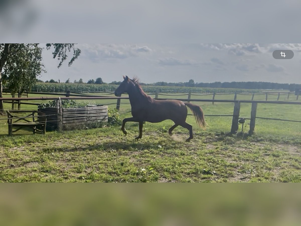 Hannoveraan Hengst 2 Jaar 160 cm Vos in Warmsen